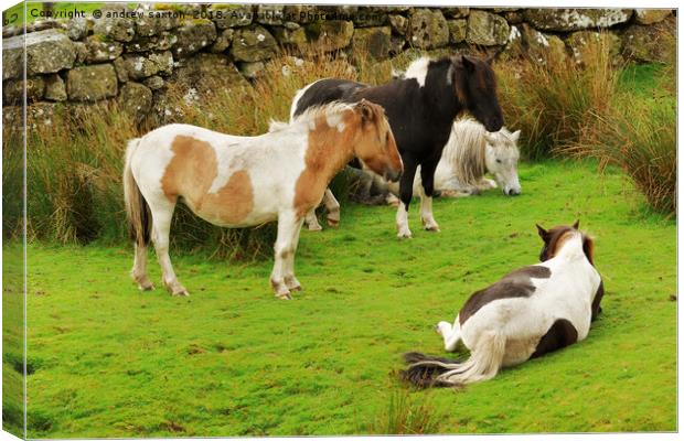 THE GANG Canvas Print by andrew saxton