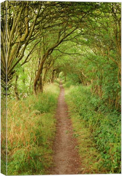 SMUGGLERS PATH Canvas Print by andrew saxton