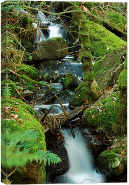WATER MOSS Canvas Print by andrew saxton
