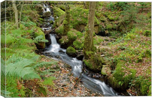 AUTUMN STREAM  Canvas Print by andrew saxton