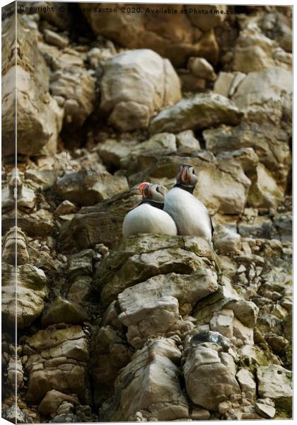 ADULT PUFFINS Canvas Print by andrew saxton
