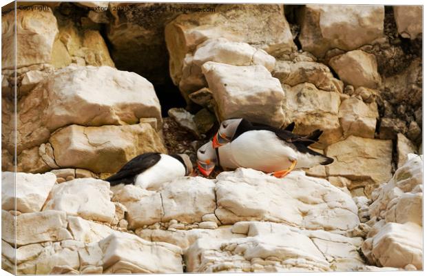 PUFFIN CLIFFS Canvas Print by andrew saxton