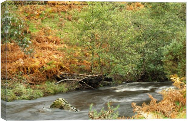 TREE WATERED  Canvas Print by andrew saxton