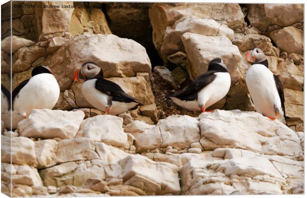A photograph of Puffins standing on a rock Canvas Print by andrew saxton