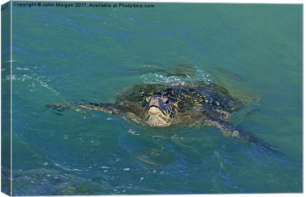 Green backed turtle. Canvas Print by John Morgan