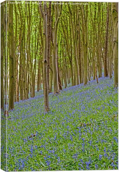 Woodland colour. Canvas Print by John Morgan