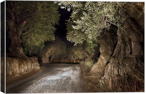 Olive Grove night Drive Canvas Print by Peter Blunn