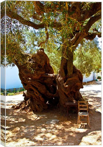1,800 Year Old Olive Tree Canvas Print by Peter Blunn