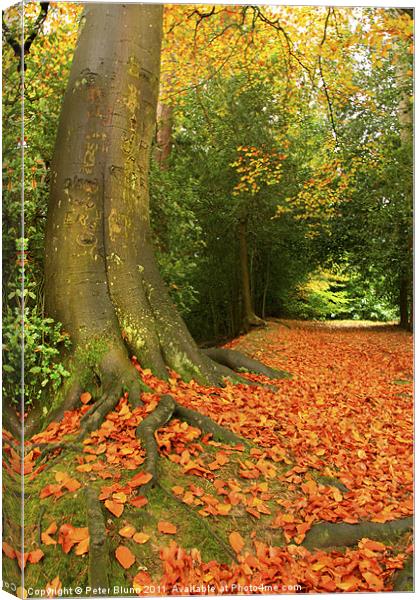 Golden Leaves and Autumn's Trees Canvas Print by Peter Blunn