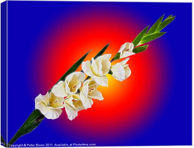 Seven flowered Gladiola on Red & Blue B/G Canvas Print by Peter Blunn