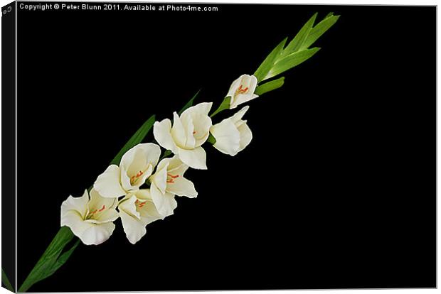 White 7 Flowered Gladioli on Black B/G Canvas Print by Peter Blunn