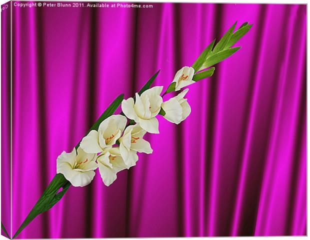 White Gladiola on Purple silk  B/G Canvas Print by Peter Blunn