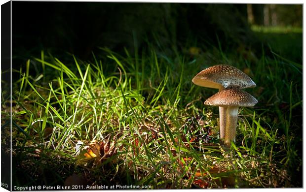 Fungi in the spotlight light Canvas Print by Peter Blunn