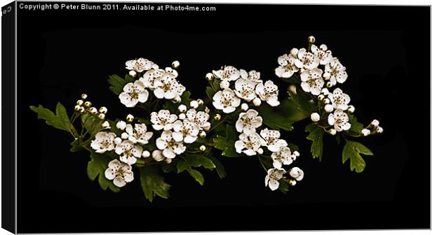 White Hawthorn Blossom on Black B/G Canvas Print by Peter Blunn