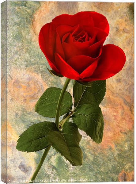 Red Rose on Texture Canvas Print by Peter Blunn