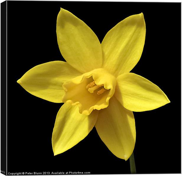 Daffodil Flower Head Canvas Print by Peter Blunn