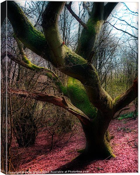 Dying Tree Canvas Print by Peter Blunn