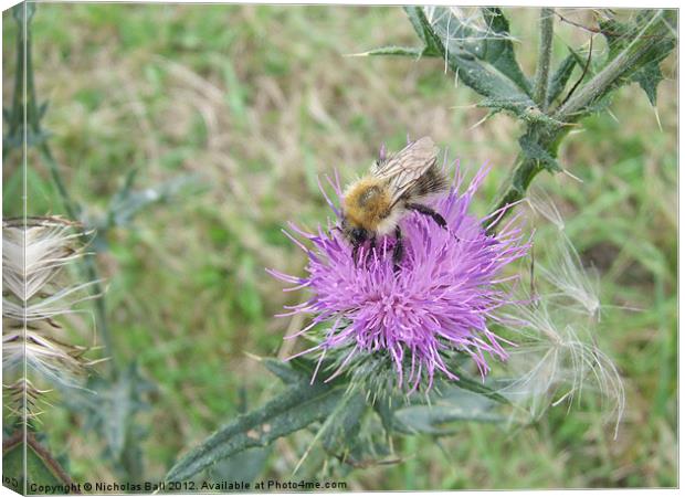 Bee on a Thistle Flower Canvas Print by Nicholas Ball