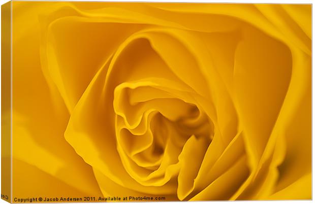 Yellow Rose Canvas Print by Jacob Andersen