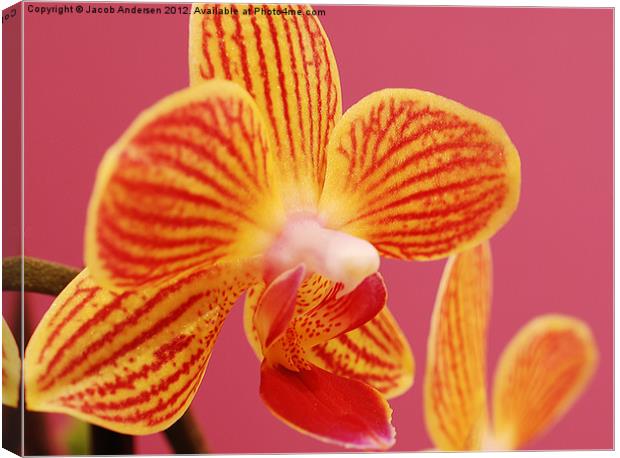 Mini Orchid Canvas Print by Jacob Andersen
