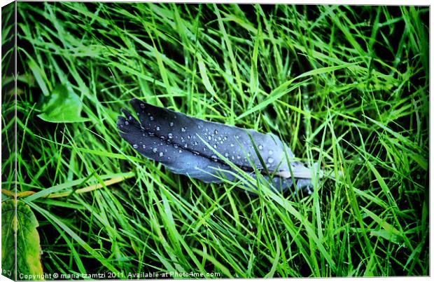 Feather in the rain Canvas Print by Maria Tzamtzi Photography