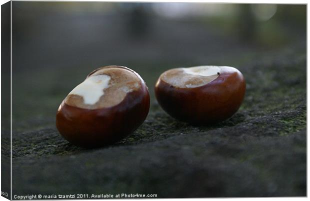 Two conkers sitting on a rock... Canvas Print by Maria Tzamtzi Photography