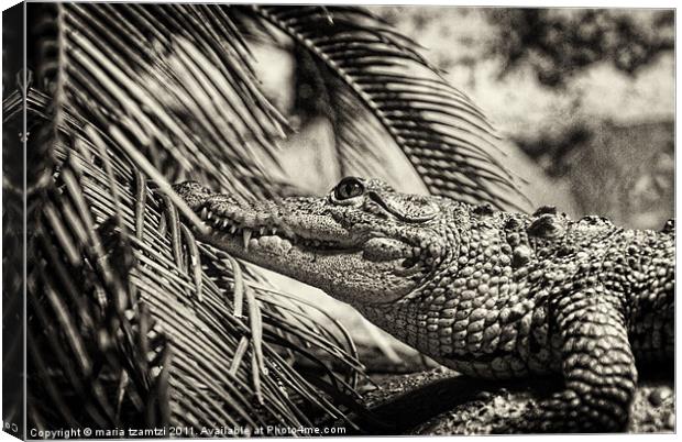 Crocodylus Moreletii B/W Canvas Print by Maria Tzamtzi Photography