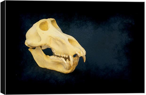 Baboon skull 4 Canvas Print by Maria Tzamtzi Photography
