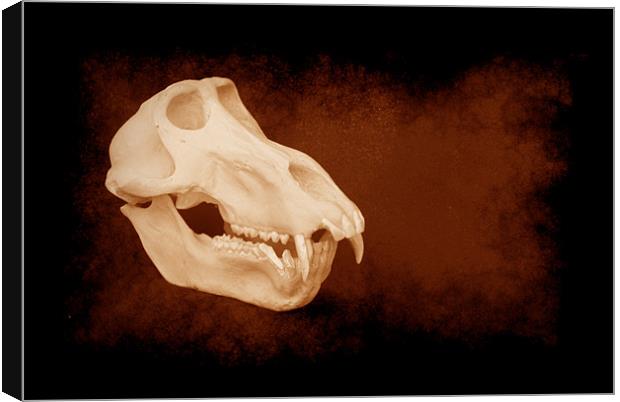 Baboon skull 5 Canvas Print by Maria Tzamtzi Photography