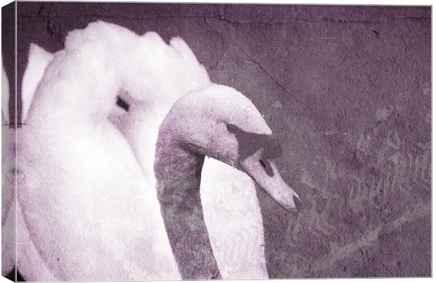 Purple Swan Canvas Print by Maria Tzamtzi Photography