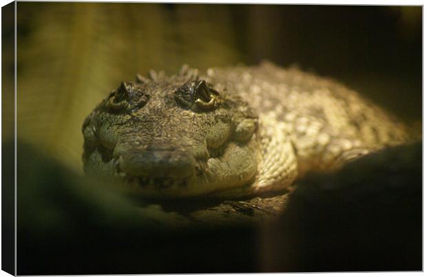 Crocodylus Moreletii Canvas Print by Maria Tzamtzi Photography