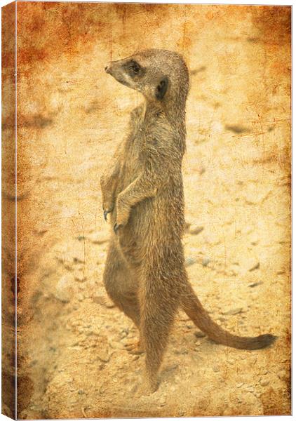 Meerkat guard Canvas Print by Maria Tzamtzi Photography