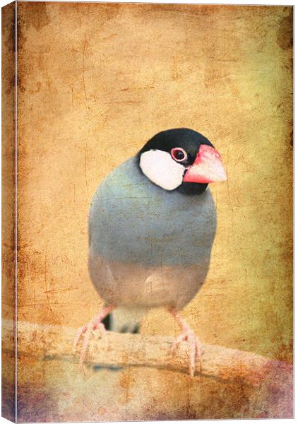 Java Sparrow Canvas Print by Maria Tzamtzi Photography