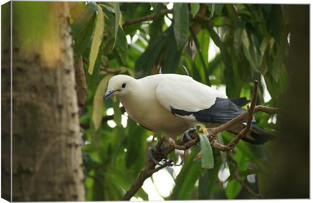 Pied Imperial Pigeon Canvas Print by Maria Tzamtzi Photography