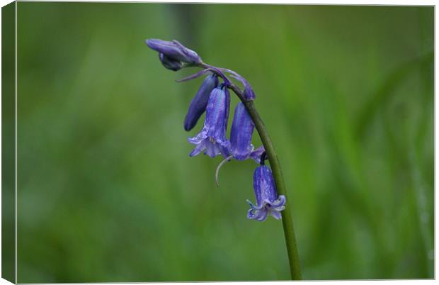 BlueBell Canvas Print by Maria Tzamtzi Photography