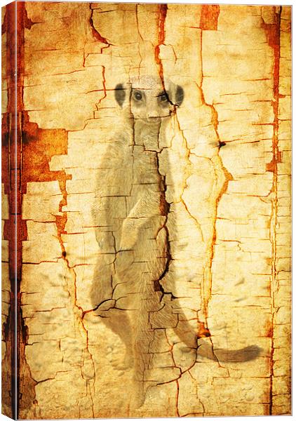 Cracked Meerkat guard Canvas Print by Maria Tzamtzi Photography