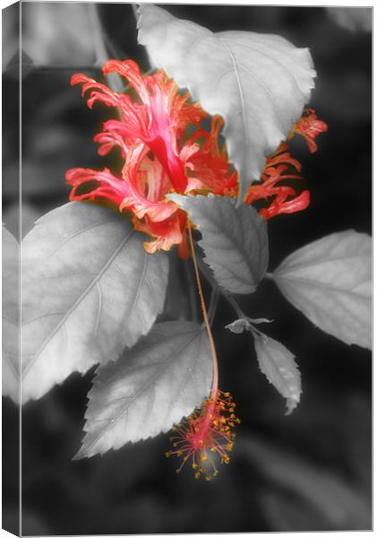 Red Hibiscus rosa-sinensis Canvas Print by Maria Tzamtzi Photography