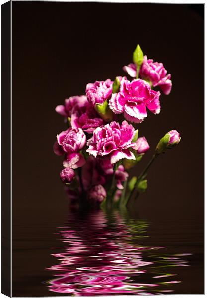 Carnations Canvas Print by Maria Tzamtzi Photography