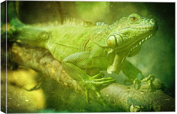 Green Iguana Canvas Print by Maria Tzamtzi Photography