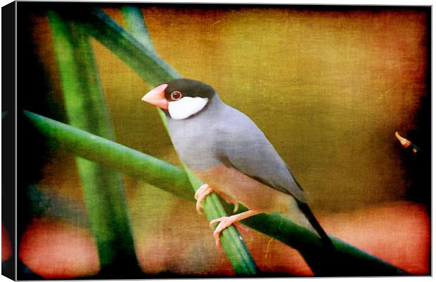 Java Sparrow Canvas Print by Maria Tzamtzi Photography