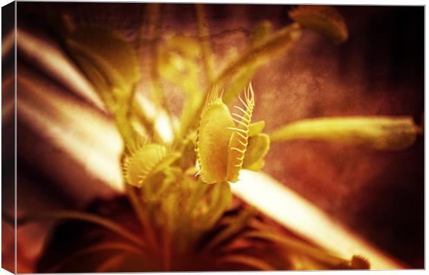 Venus flytrap Canvas Print by Maria Tzamtzi Photography