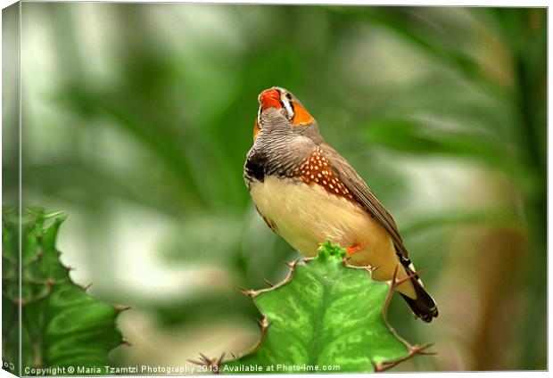 Zebra Finch Canvas Print by Maria Tzamtzi Photography