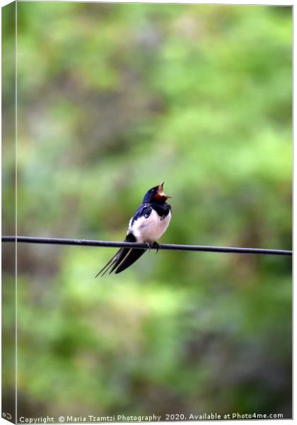 Barn Swallow Bird II, Thessaloniki, Greece Canvas Print by Maria Tzamtzi Photography