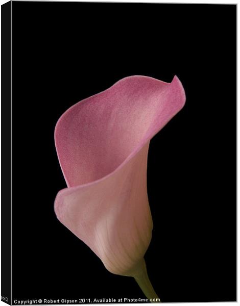 Calla lily is my name Canvas Print by Robert Gipson