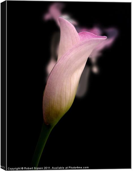 Calla lily Scent For You Canvas Print by Robert Gipson