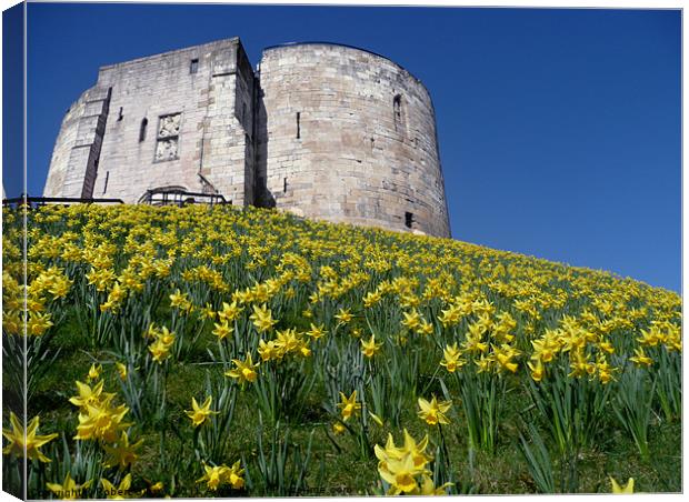 Clifford's Tower York with the daffodils. Canvas Print by Robert Gipson