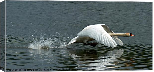 Swan takeoff over water Canvas Print by Robert Gipson