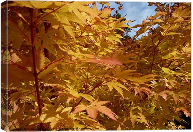 Autumn colours of gold 2 Canvas Print by Robert Gipson