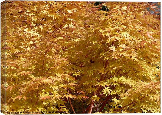 Autumn colours of gold Canvas Print by Robert Gipson