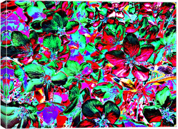 Flower Explosion Canvas Print by Robert Gipson